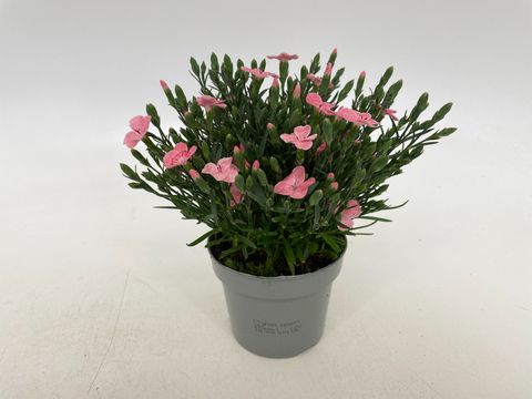 Dianthus DIANTICA PEACH PARTY