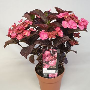 Hydrangea serrata DAREDEVIL