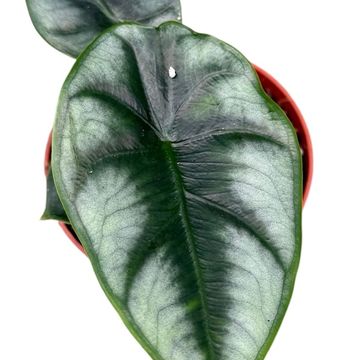 Alocasia reversa