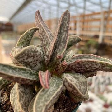 Adromischus marianae CLANWILLIAM