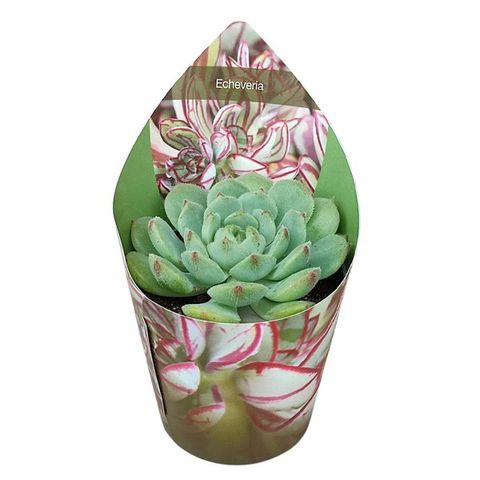 Echeveria 'Kircheriana'