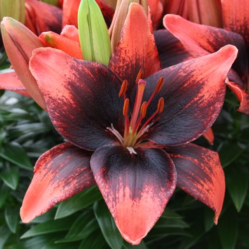 Lilium 'Tiny Shadow'