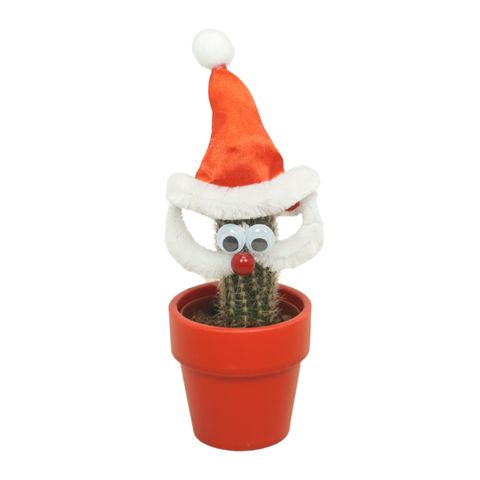 Arreglo  Cactus