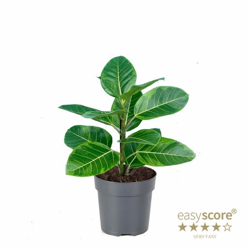 Ficus altissima