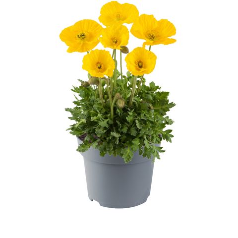 Papaver nudicaule 'Pop-up Yellow'