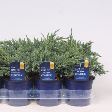 Juniperus squamata 'Blue Carpet'