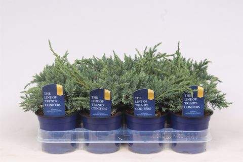 Juniperus squamata 'Blue Carpet'