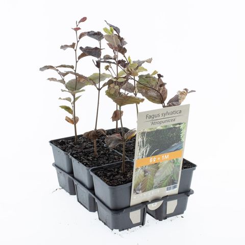 Fagus sylvatica 'Atropunicea'