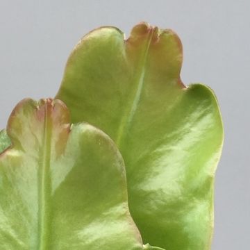 Epiphyllum BEAVERTAIL