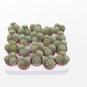 Eriocactus warasii