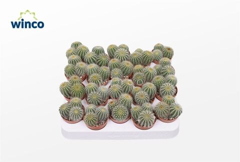 Eriocactus warasii