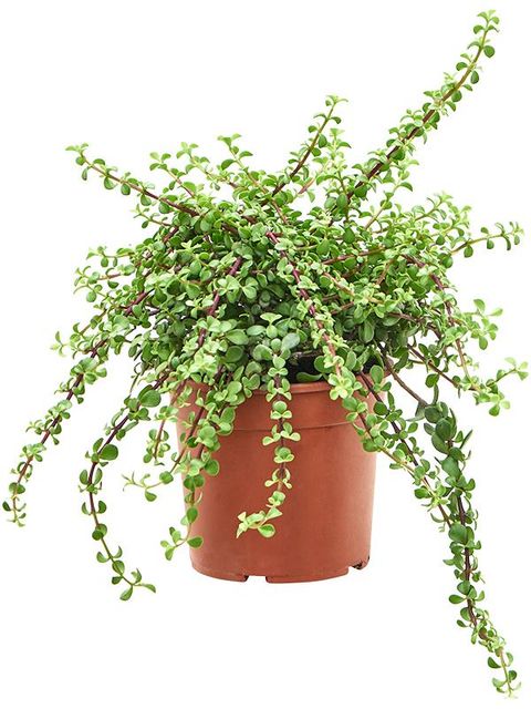 Portulacaria afra — Plant Wholesale FlorAccess