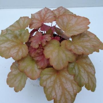 Heuchera MIX