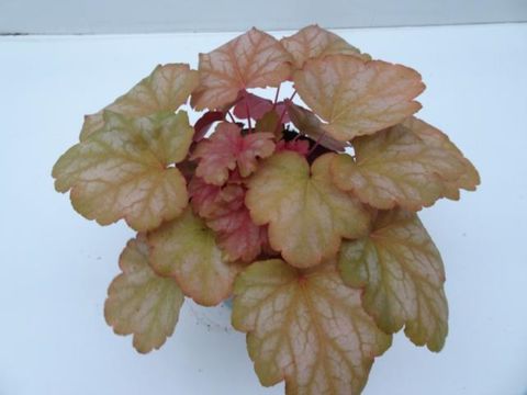 Heuchera MIX