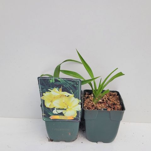 Hemerocallis 'Villa Vanilla'