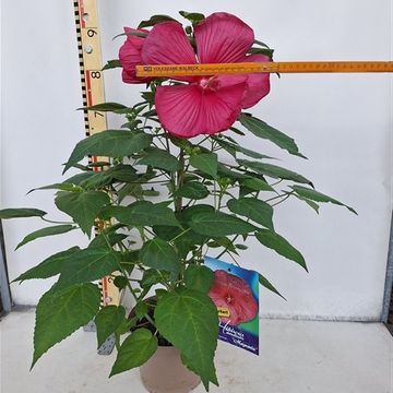 Hibiscus moscheutos EXTREME MAGENTA