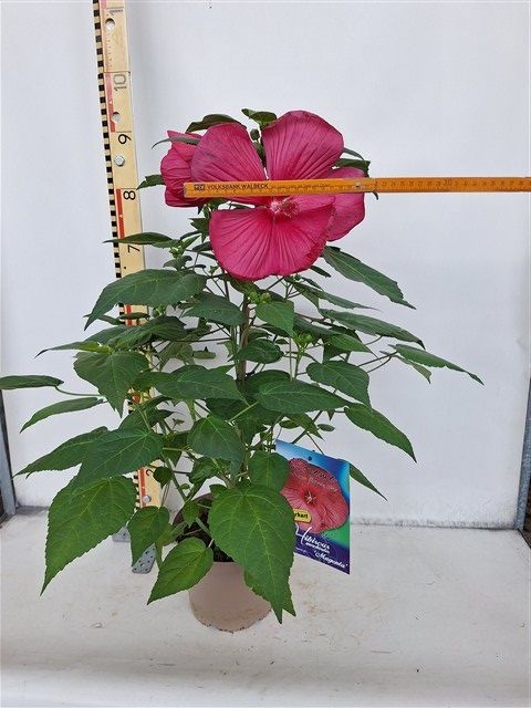 Hibiscus moscheutos EXTREME MAGENTA