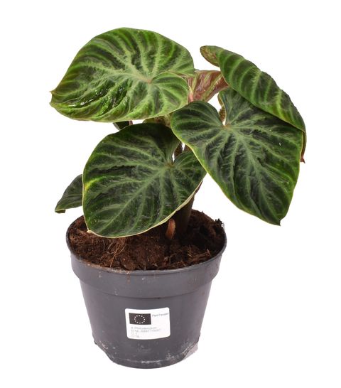 Filodendro verrucosum 'Incensi Compactum'