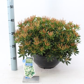 Pieris japonica 'Debutante'