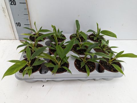 Philodendron 'Green Saw'