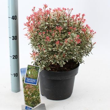 Pieris japonica 'Little Frosty'