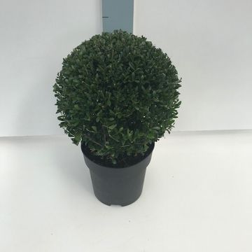 Ilex crenata 'Stokes'
