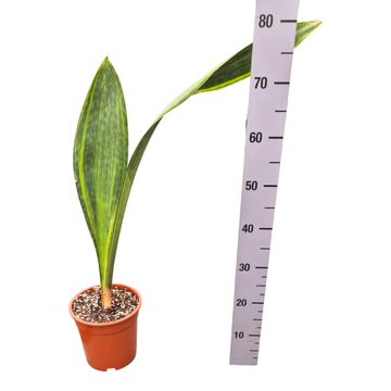 Sansevieria masoniana 'Variegata'
