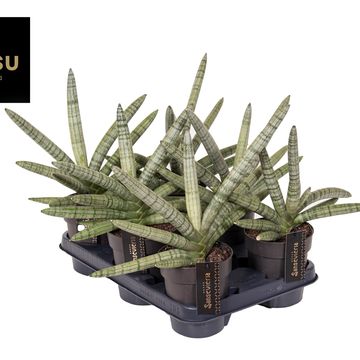 Sansevieria cylindrica 'Tiara Platinum'