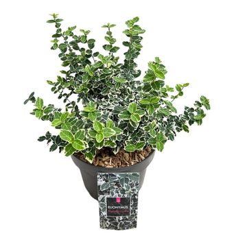 Euonymus fortunei 'Emerald Gaiety'
