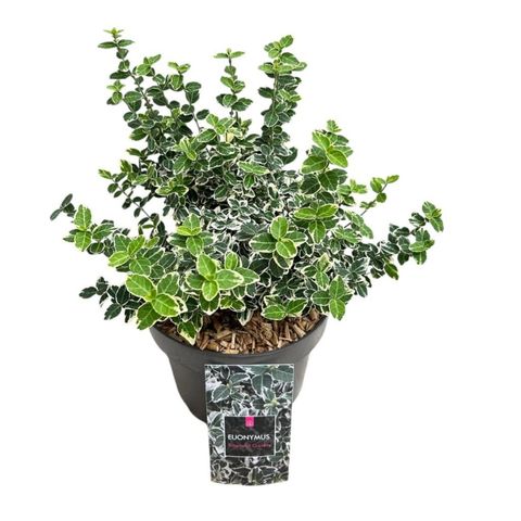 Euonymus fortunei 'Emerald Gaiety'
