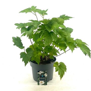 Anemone x hybrida 'Honorine Jobert'