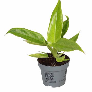 Philodendron 'Calkins Gold'