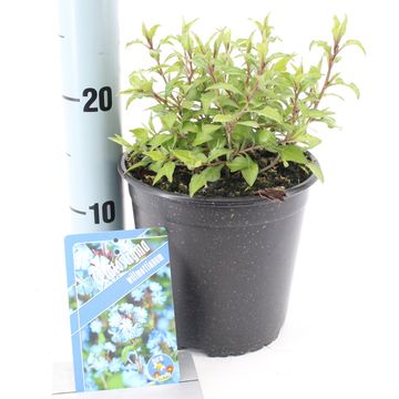 Ceratostigma willmottianum