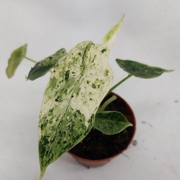 Alocasia 'Dragon Scale Variegata'