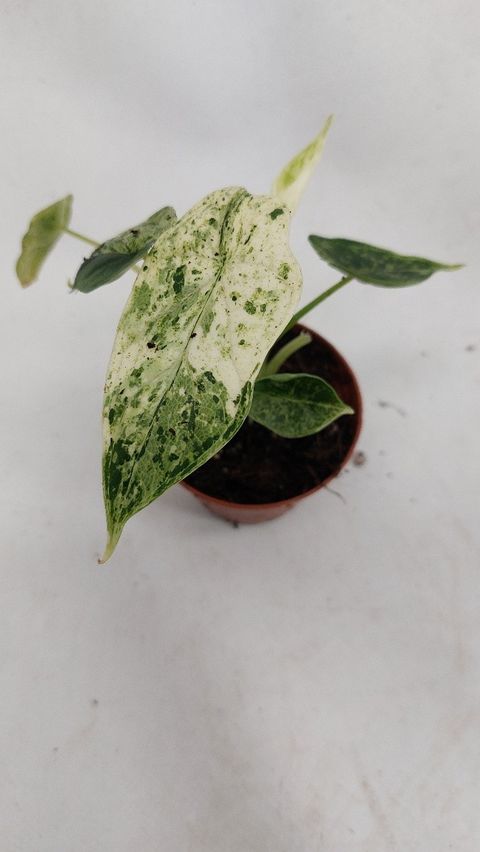 Alocasia 'Dragon Scale Variegata'