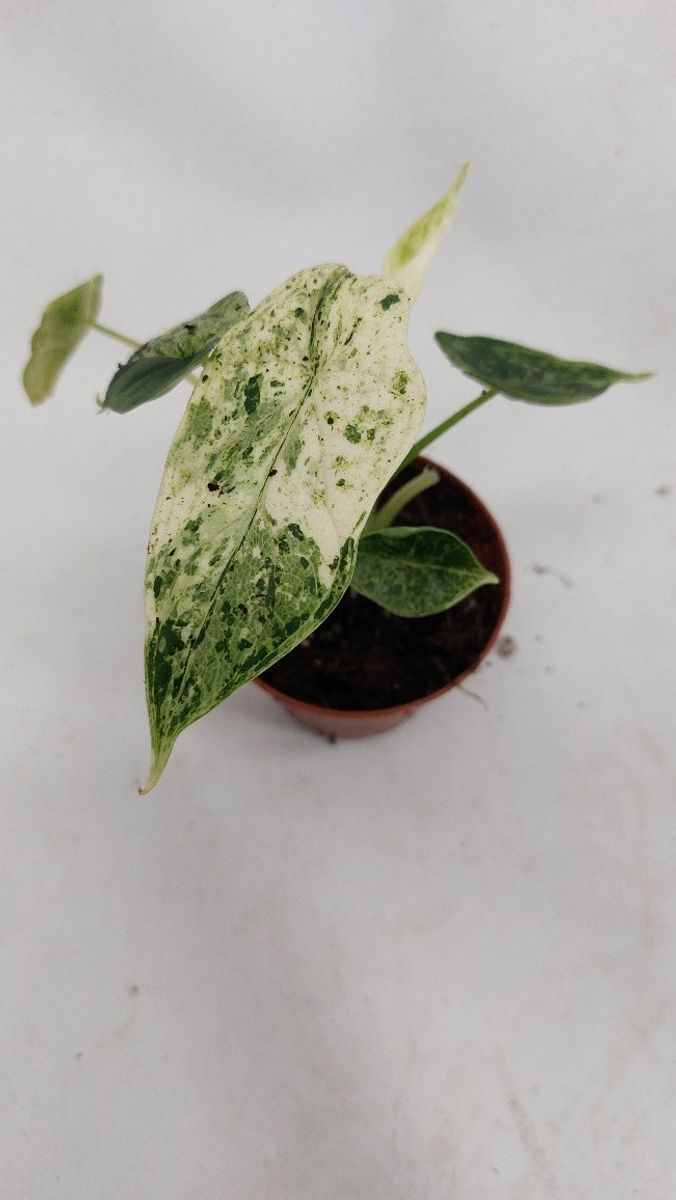 Alocasia 'Dragon Scale Variegata' — Plant Wholesale FlorAccess