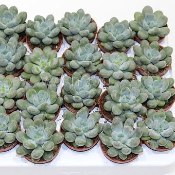 Pachyphytum cuicatecanum
