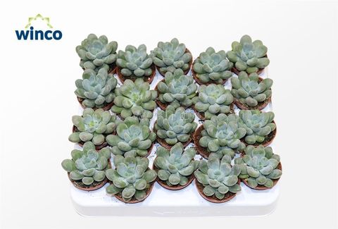 Pachyphytum cuicatecanum