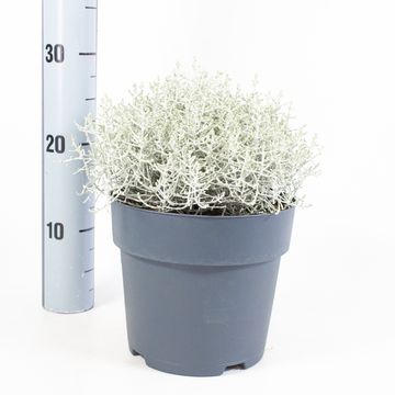 Leucophyta brownii
