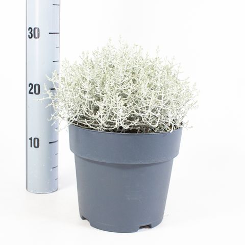 Leucophyta brownii