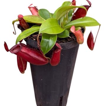 Nepenthes 'Bloody Mary'