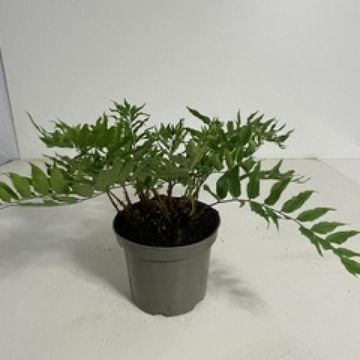 Cyrtomium fortunei clivicolum