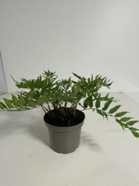 Cyrtomium fortunei clivicolum