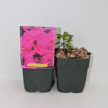 Phlox BAMBINI PRIMADONNA