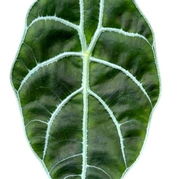 Alocasie 'Watsoniana Big Form'