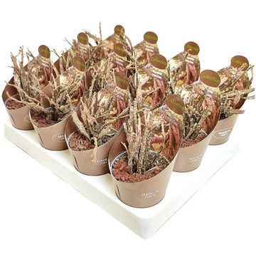 Euphorbia platyclada