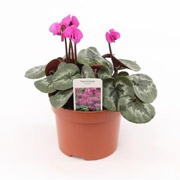Cyclamen coum PURPLE