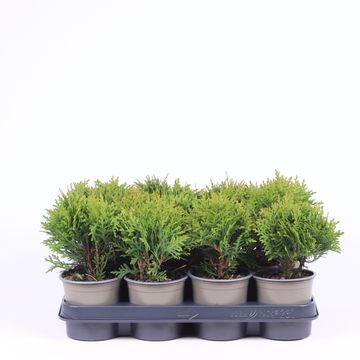 Thuja occidentalis 'Danica'