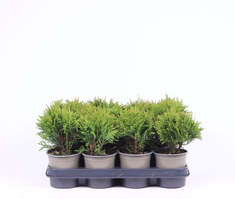 Thuja occidentalis 'Danica'