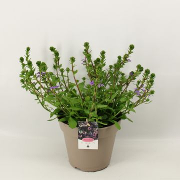 Scaevola aemula BLUE TOUCH